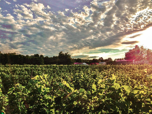 Vin de glace - Vignoble du Marathonien